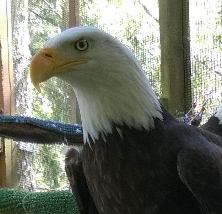 Teaching-old-eagles-Cascades Raptor Center - Tourist Attractions in Eugene, Oregon - Planet Travel Advisor
