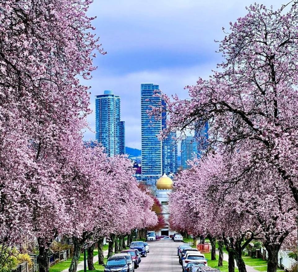 Cherry Blossom Spring in Canada - Best Time to Visit Canada - Planet Travel Advisor