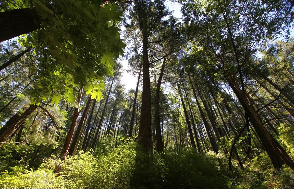 Oredson-Todd Woods - 12 Top-Rated Attractions & Things to Do in Ashland, Oregon - Planet Travel Advisor Oredson-Todd Woods - 12 Top-Rated Attractions & Things to Do in Ashland, Oregon - Planet Travel Advisor