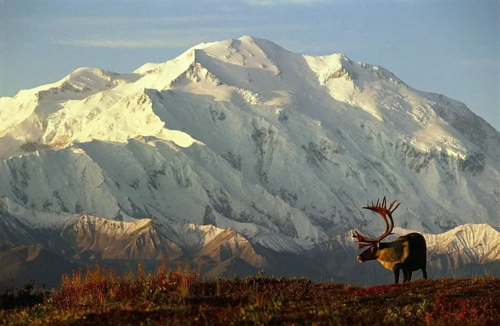 Denali National Park U.S - USA, Alaska, Denali National Park, caribou in front of Mt.McKinley - Natural Attractions in USA - Planet Travel Advisor