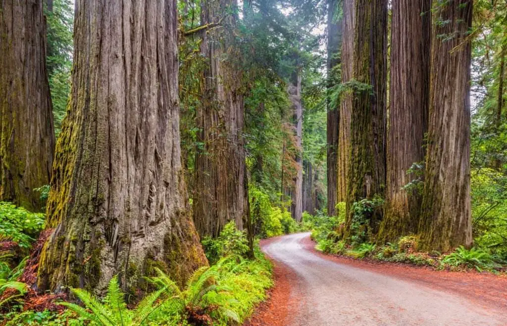 Redwood National State Parks (U.S) - Dirt Road in Redwood National Park California - Natural Attractions in USA - Planet Travel Advisor