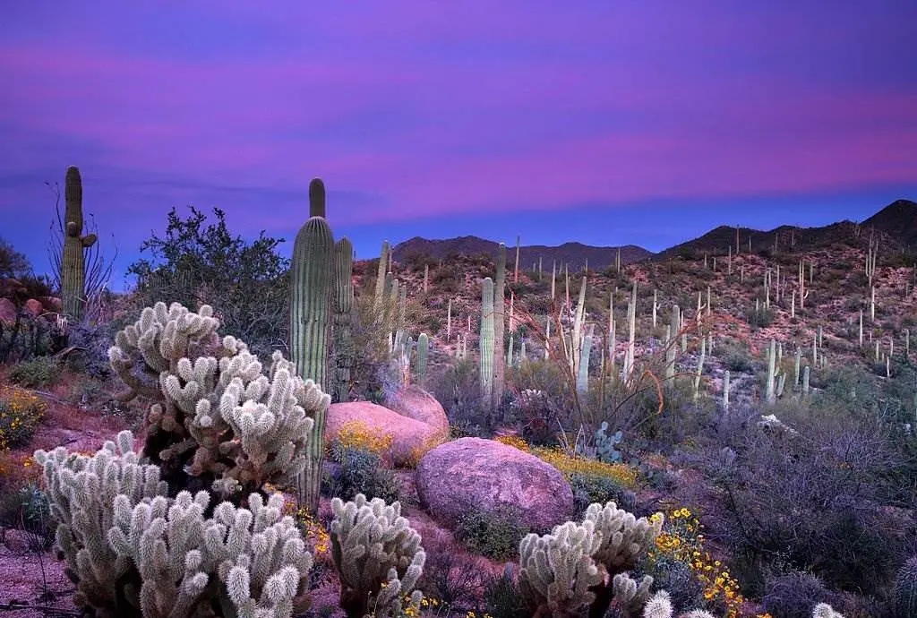 Saguaro US - Natural Attractions in USA - Planet Travel Advisor