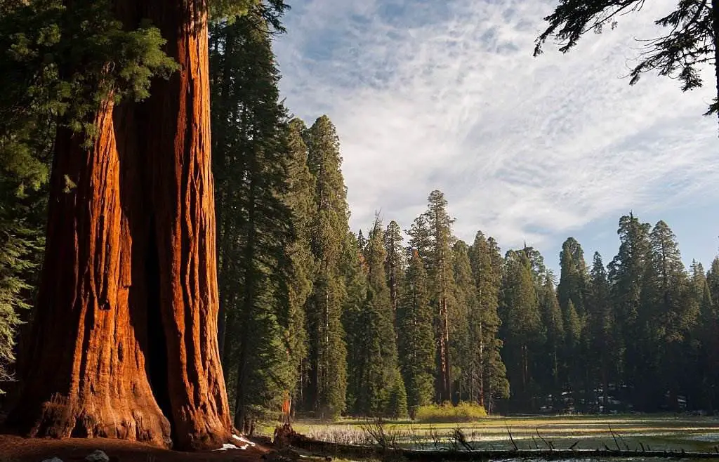 Sequoia & Kings Canyon - Natural Attractions in USA - Planet Travel Advisor