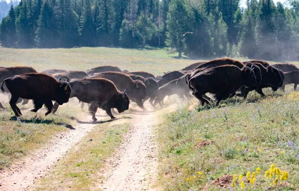 The Grand Canyon Village - Bison Herd on the North Rim,Grand Canyon Village,Arizona,United States,USA - Natural Attractions in USA - Planet Travel Advisor