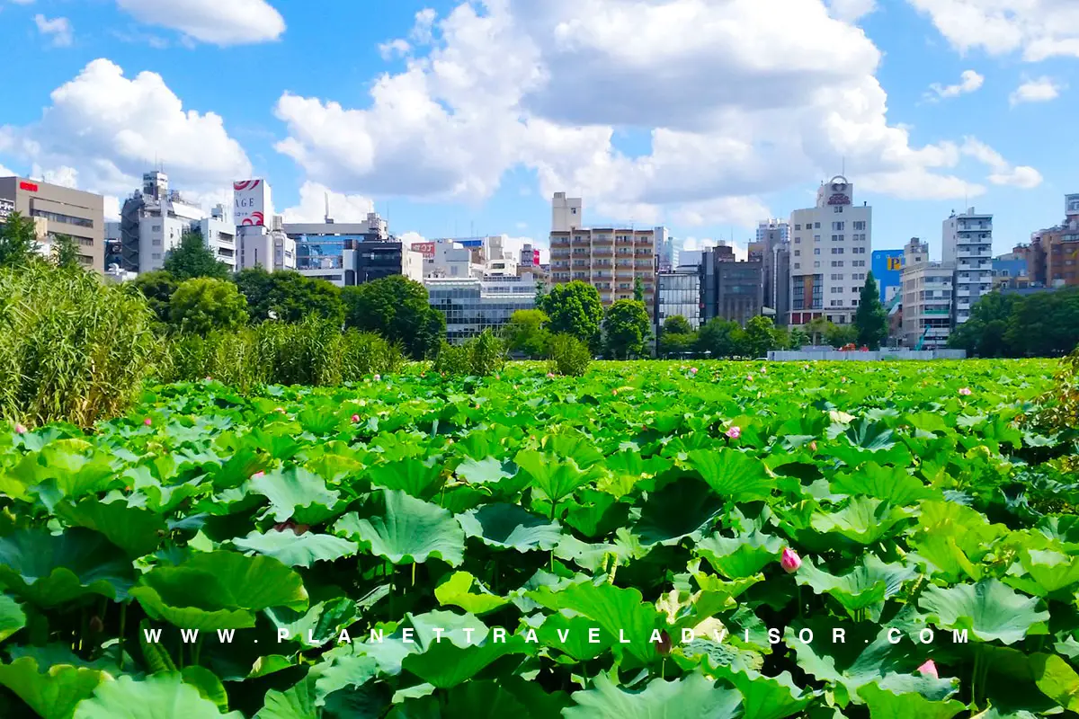 Tokyo, Japan - Destinations to Visit in March - Planet Travel Advisor