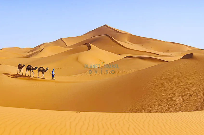 Tuareg with camels on the western part of The Sahara Desert in Morocco - Best Time to Visit Morocco - Planet Travel Advisor