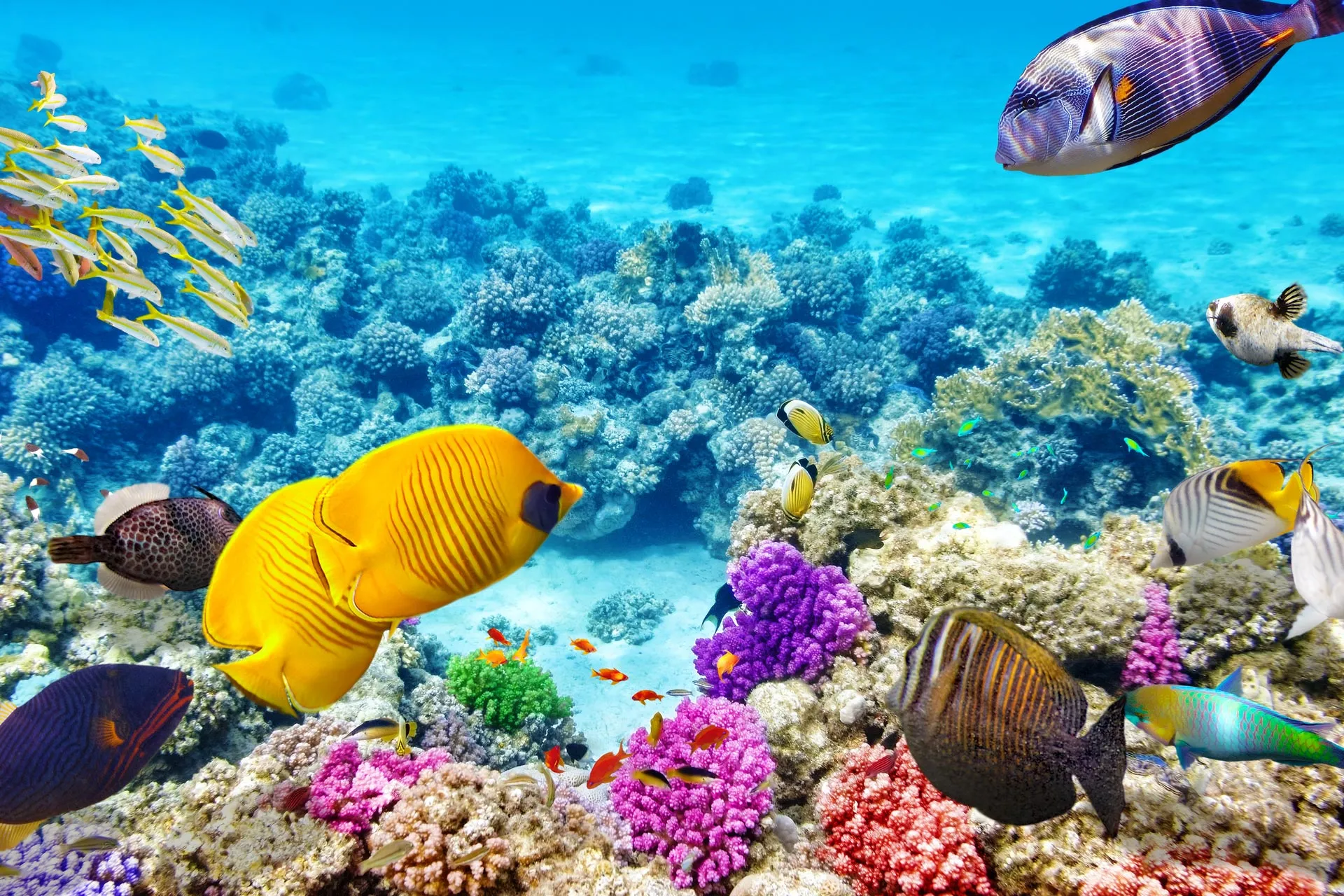 Australia's Great Barrier Reef - Where to Travel in November - Planet Travel Advisor-min