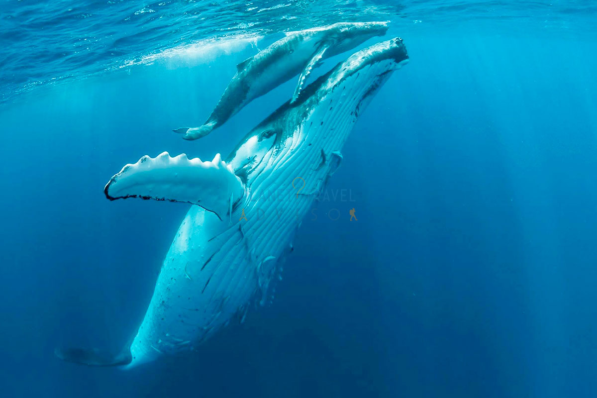Waimea Ocean Film Festival, Hawaii - Planet Travel Advisor Waimea Ocean Film Festival, Hawaii - Planet Travel Advisor