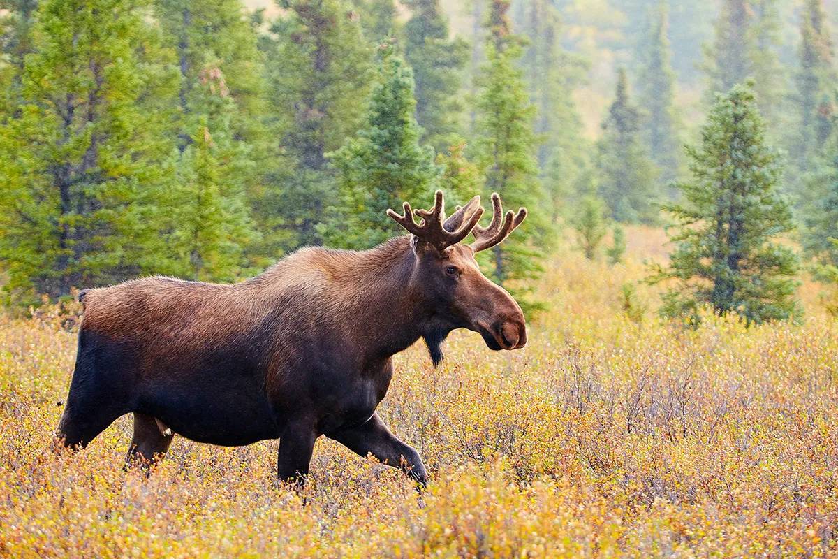 Alaska - Where to Travel in September - Planet Travel Advisor