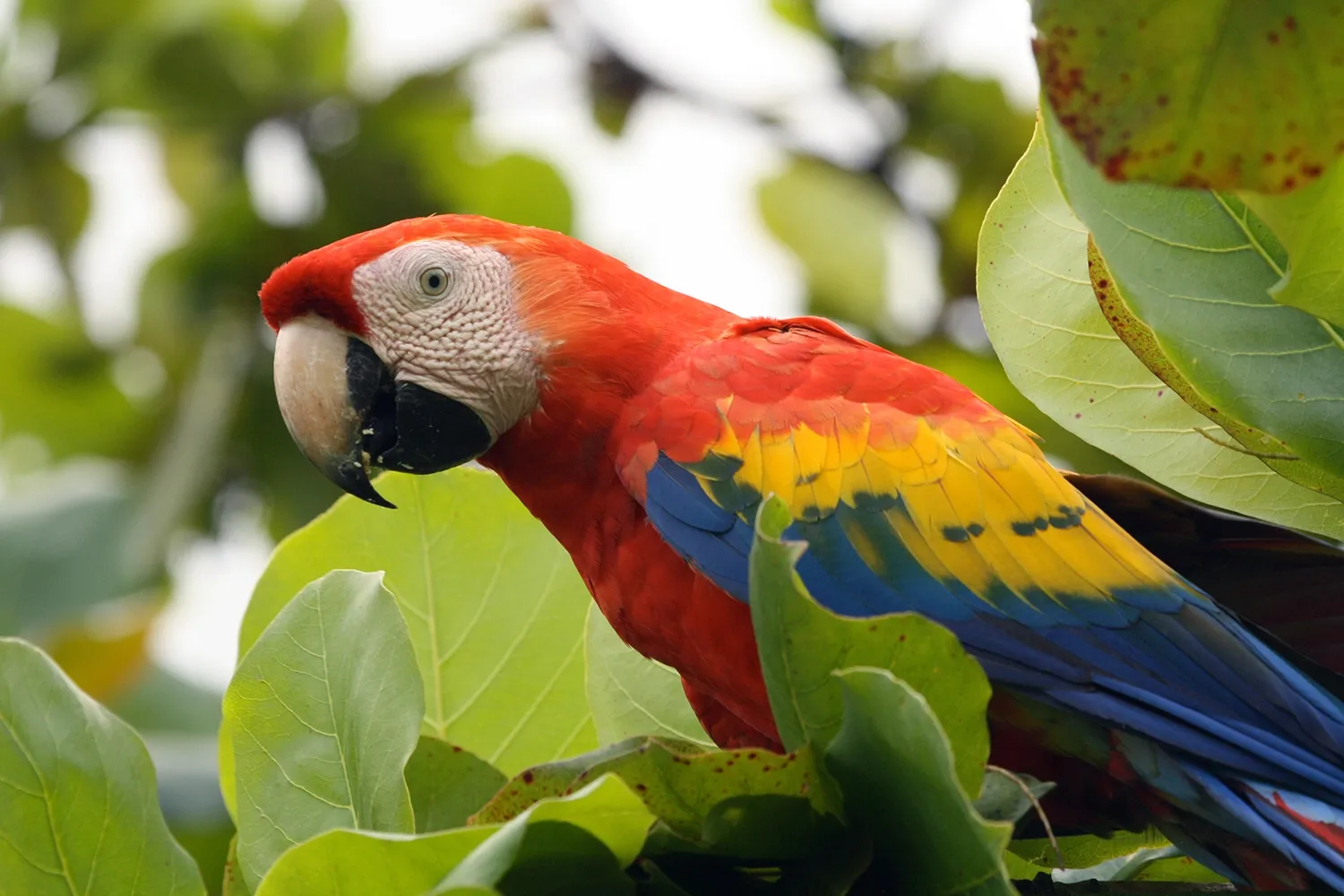 Birds - Where to Travel in July - Planet Travel Advisor