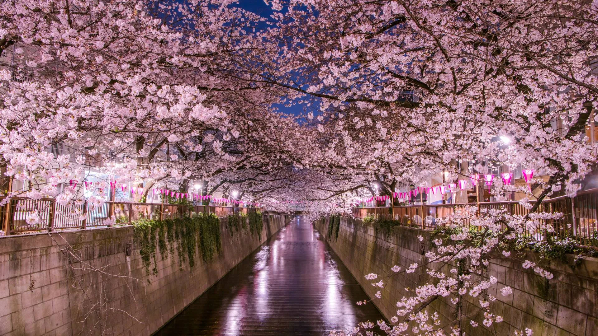 Cherry Blossom Tokyo - Where to Travel in April - Planet Travel Advisor