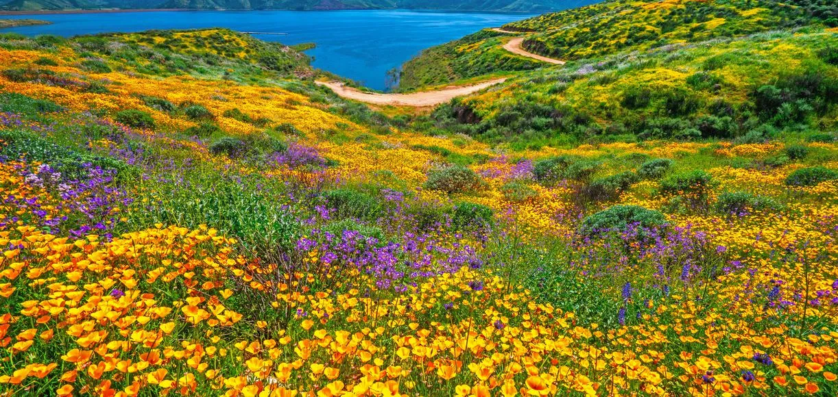 Diamond Valley Lake Wildflower - Where to Travel in April - Planet Travel Advisor