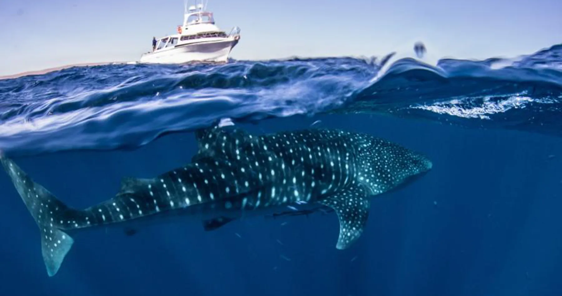 Exmouth Excursions - Where to Travel in August - Planet Travel Advisor