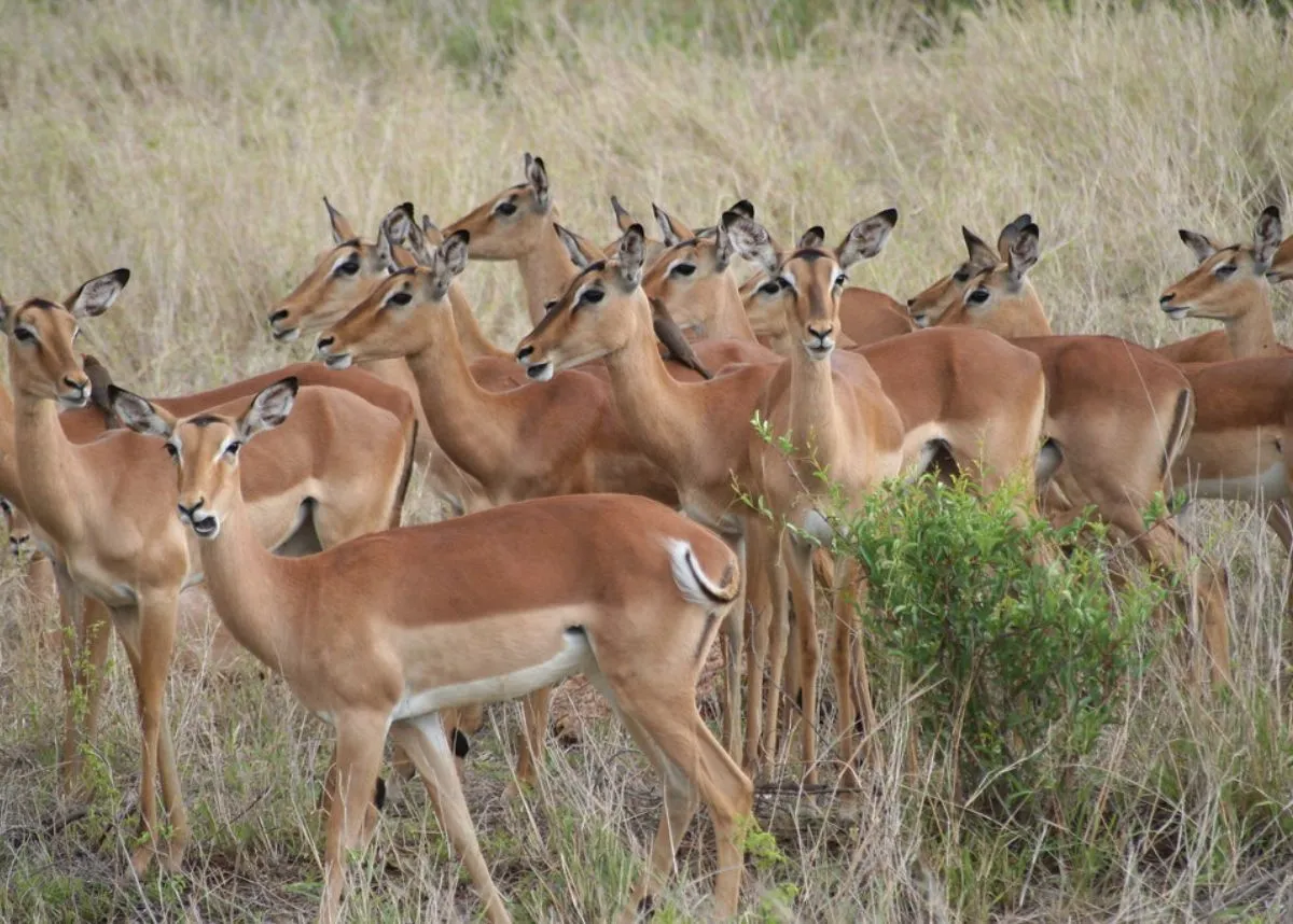 Kruger National Park - The South African - Where to Travel in July - Planet Travel Advisor