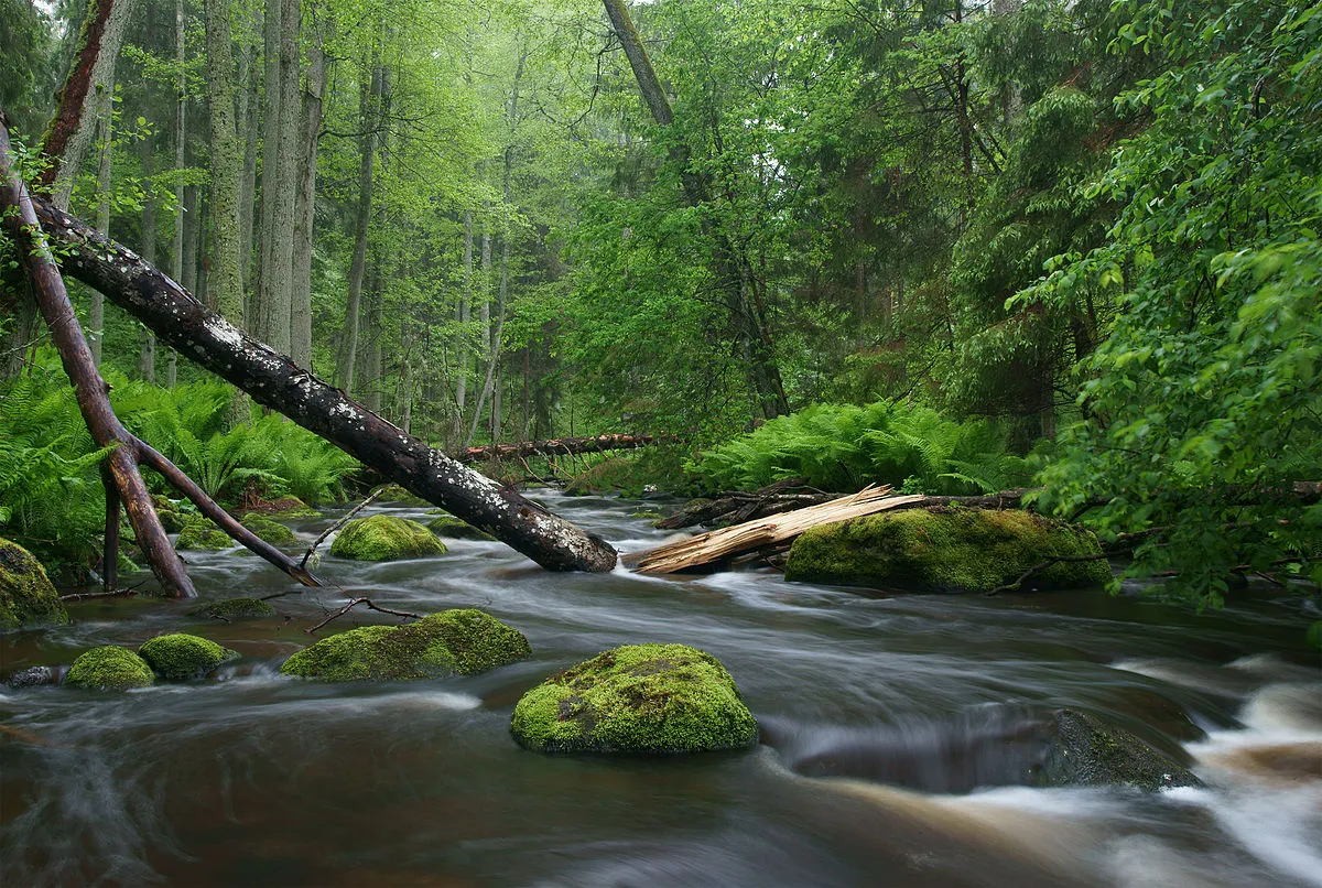 Lahemaa National Park - Where to Travel in July - Planet Travel Advisor