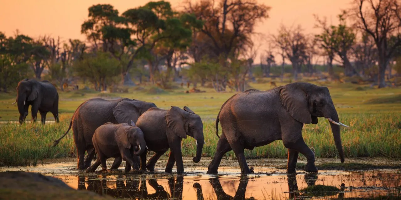 Land Of The Elephant Botswana - Where to Travel in April - Planet Travel Advisor
