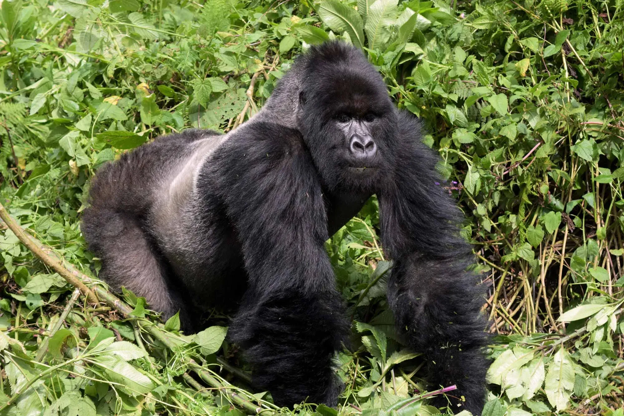 mountain gorillas - Where to Travel in June - Planet Travel Advisor