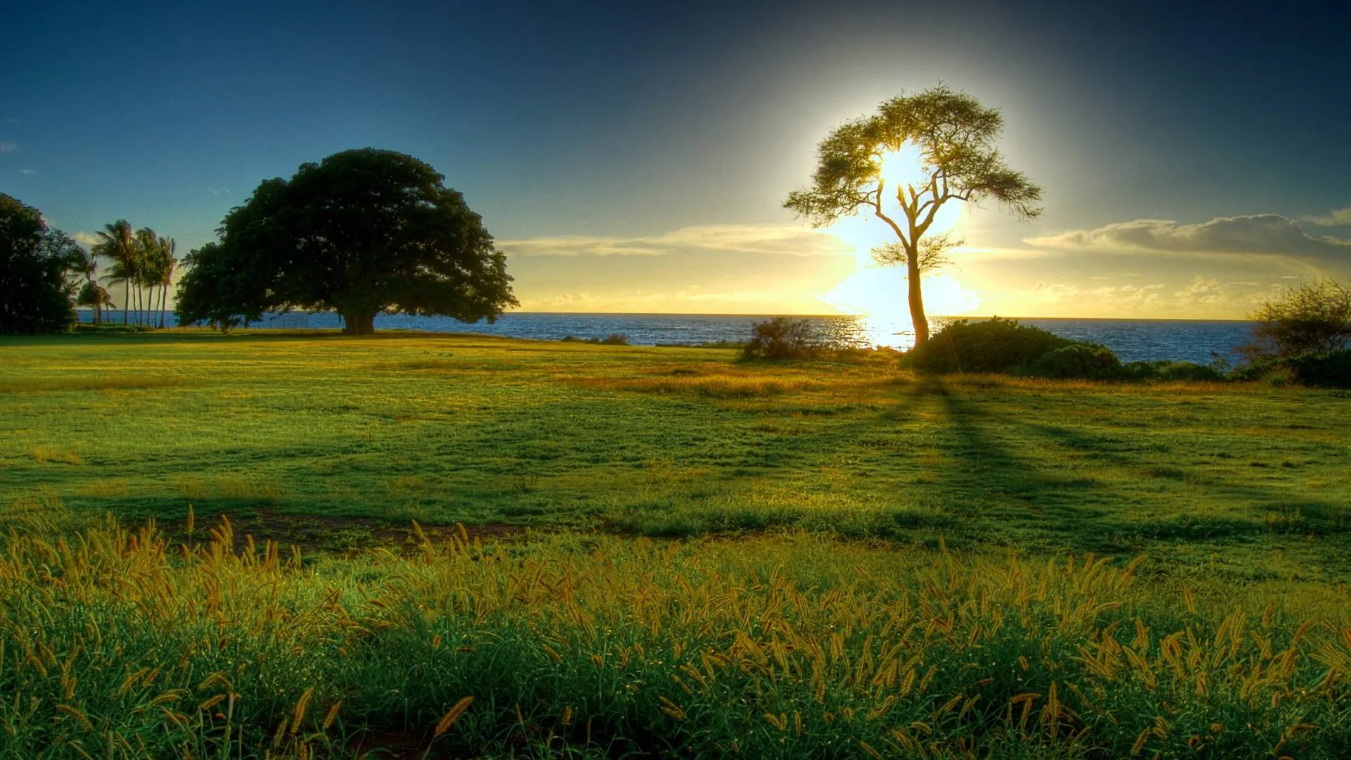 Sunrise tree - Where to Travel in June - Planet Travel Advisor