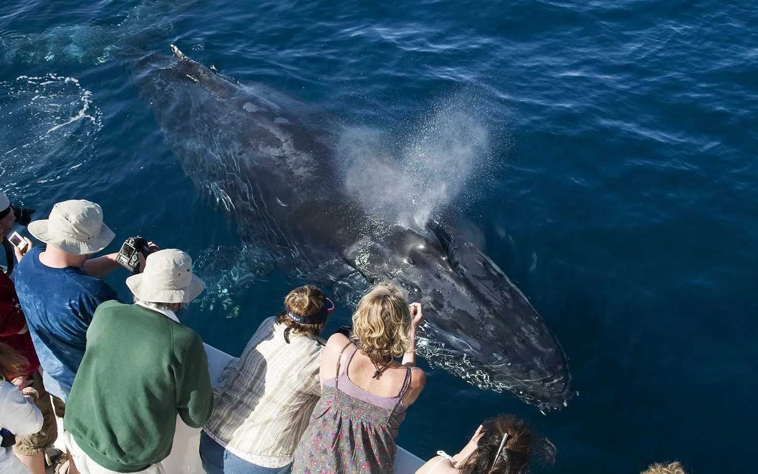 Whale Watching in Hvar, Croatia - Where to Travel in July - Planet Travel Advisor