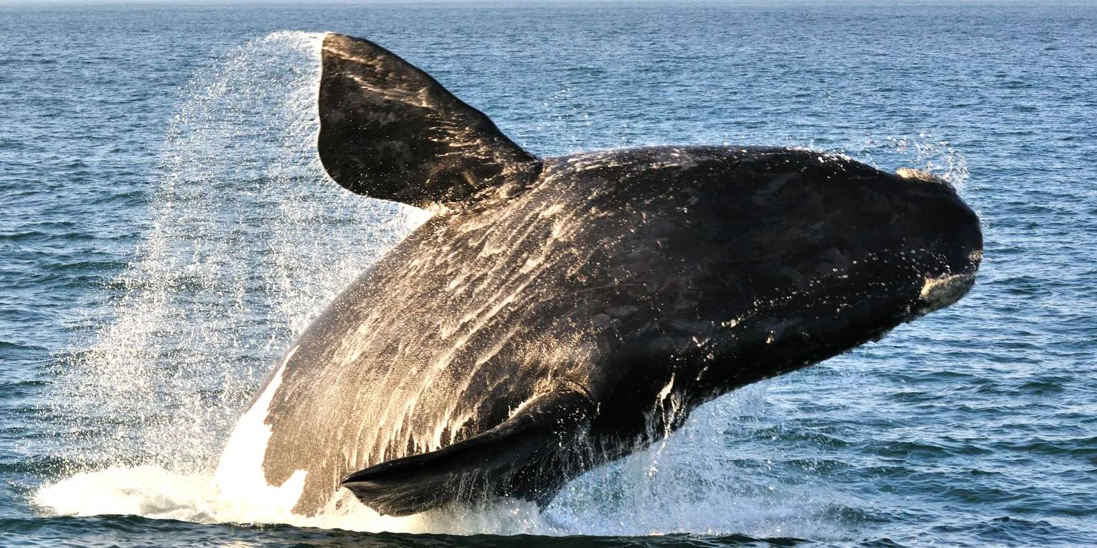 Whales In Hermanus - Where to Travel in July - Planet Travel Advisor