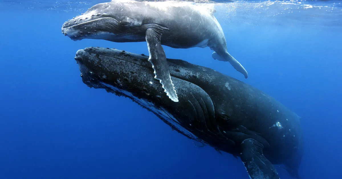 Whales - Where to Travel in July - Planet Travel Advisor