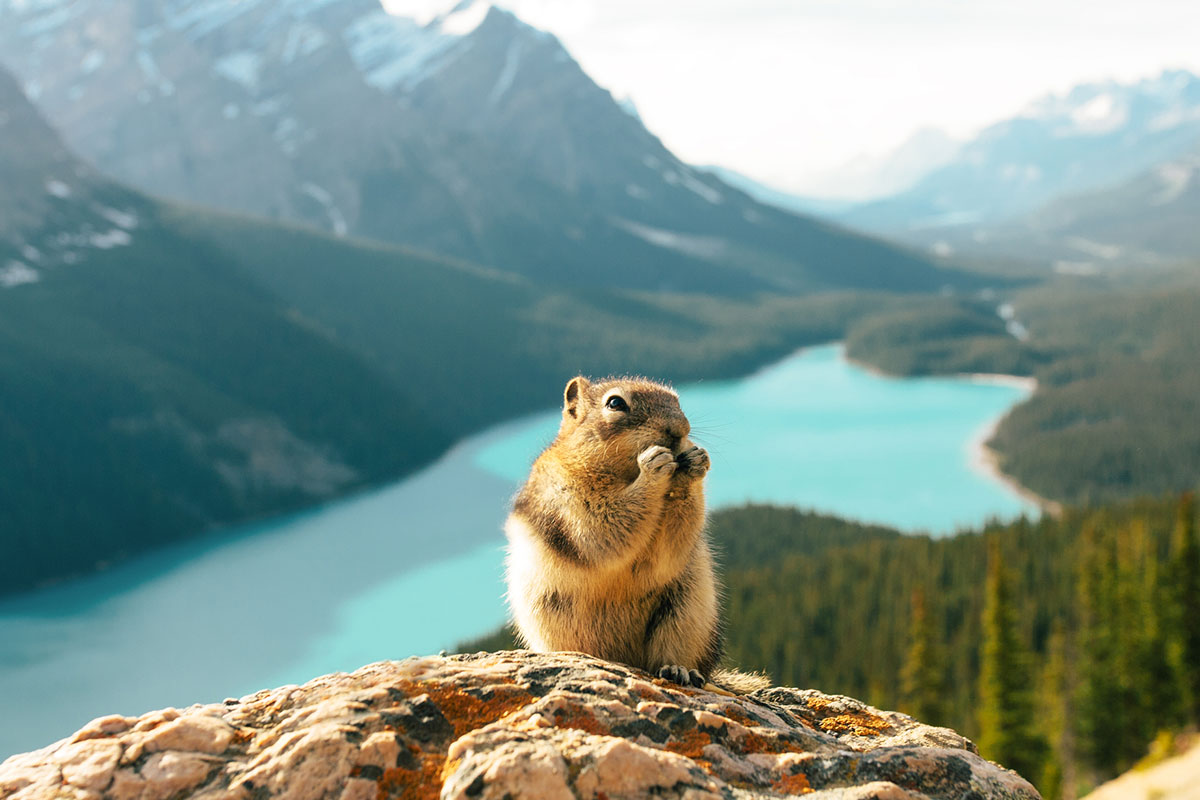 Chipmunks - Best Time to Visit Canada for Wildlife - Planet Travel Advisor