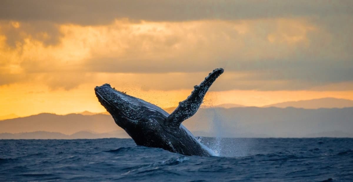 Humpback Whale Migration - Hawaii Weather in October - Planet Travel Advisor