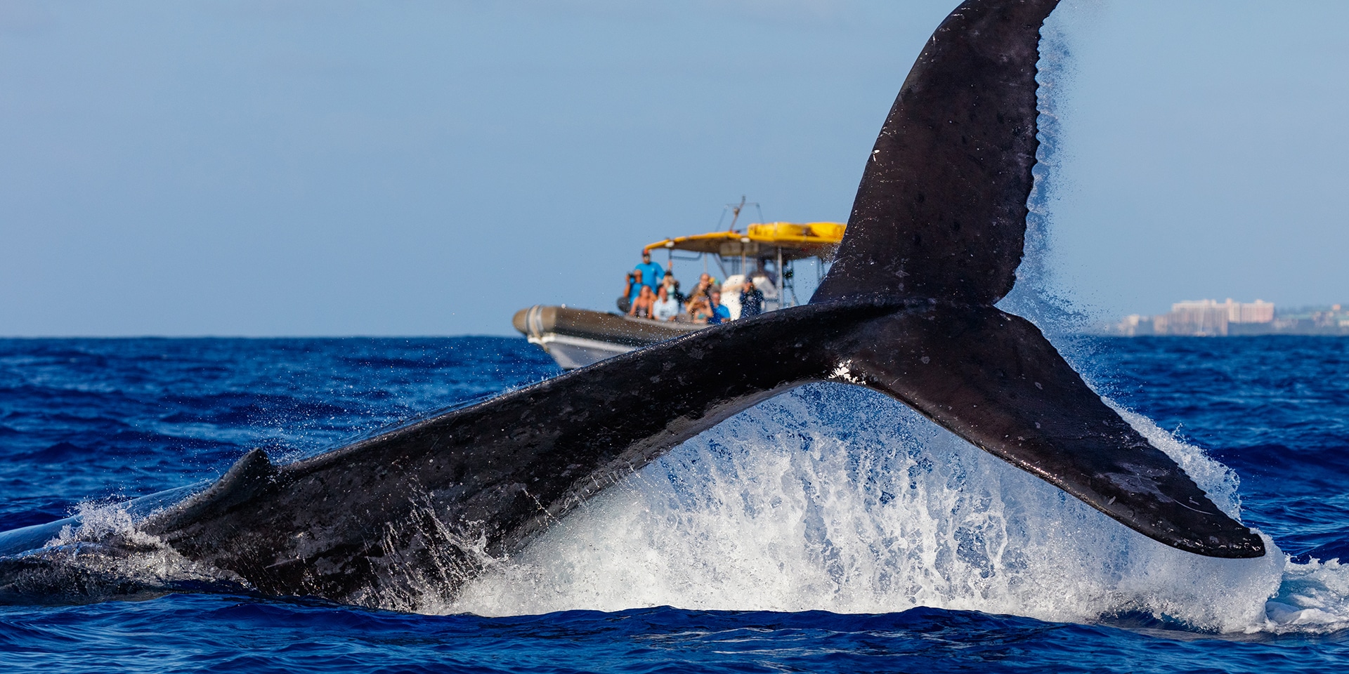 Whale Watching Excursions - Hawaii Weather in October - Planet Travel Advisor