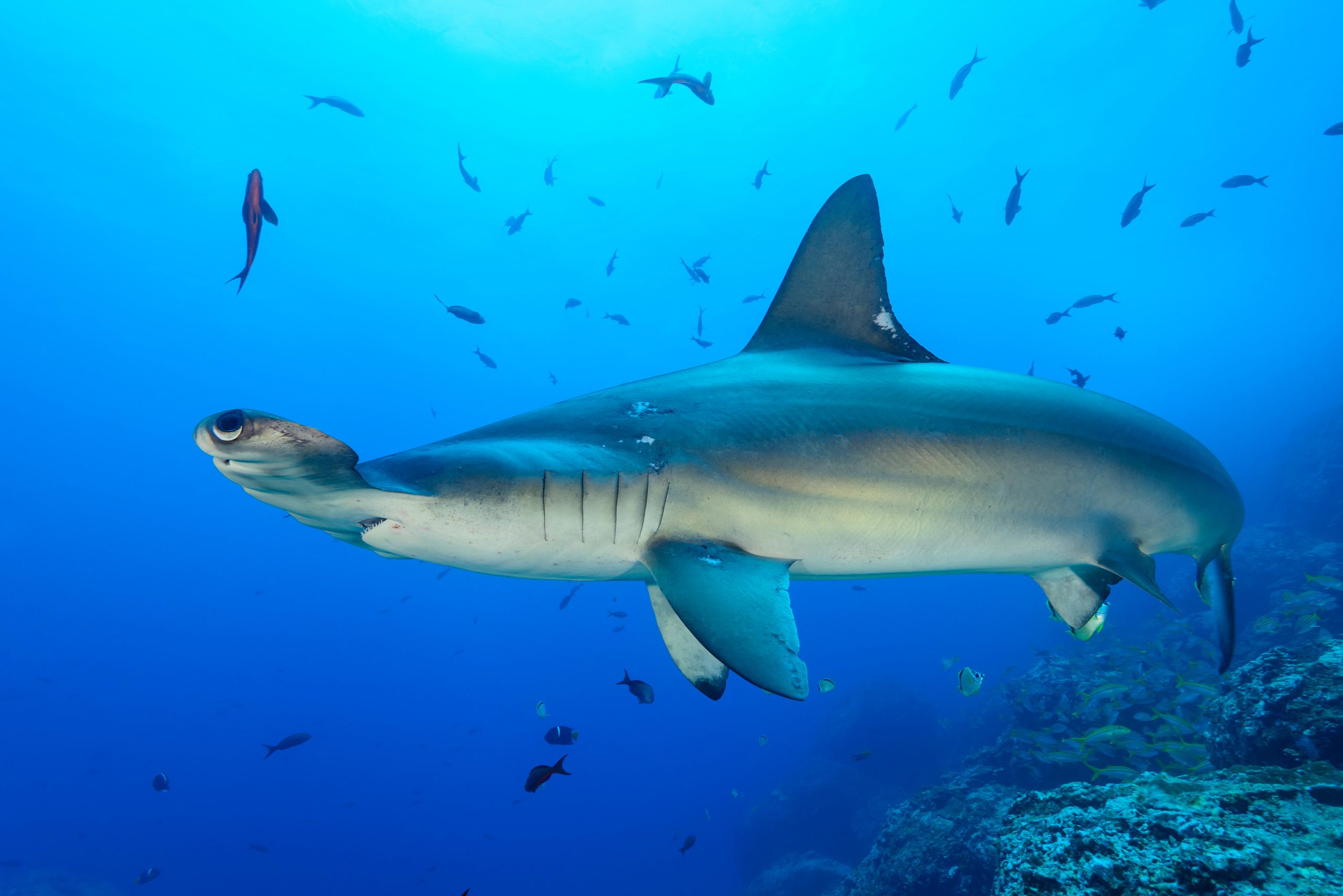 Costa Rica capturing thousands of endangered sharks every year - Fishing in Costa Rica - Planet Travel Advisor Costa Rica capturing thousands of endangered sharks every year - Fishing in Costa Rica - Planet Travel Advisor