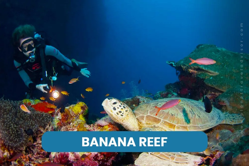 Banana Reef - Worst Time to Visit Maldives