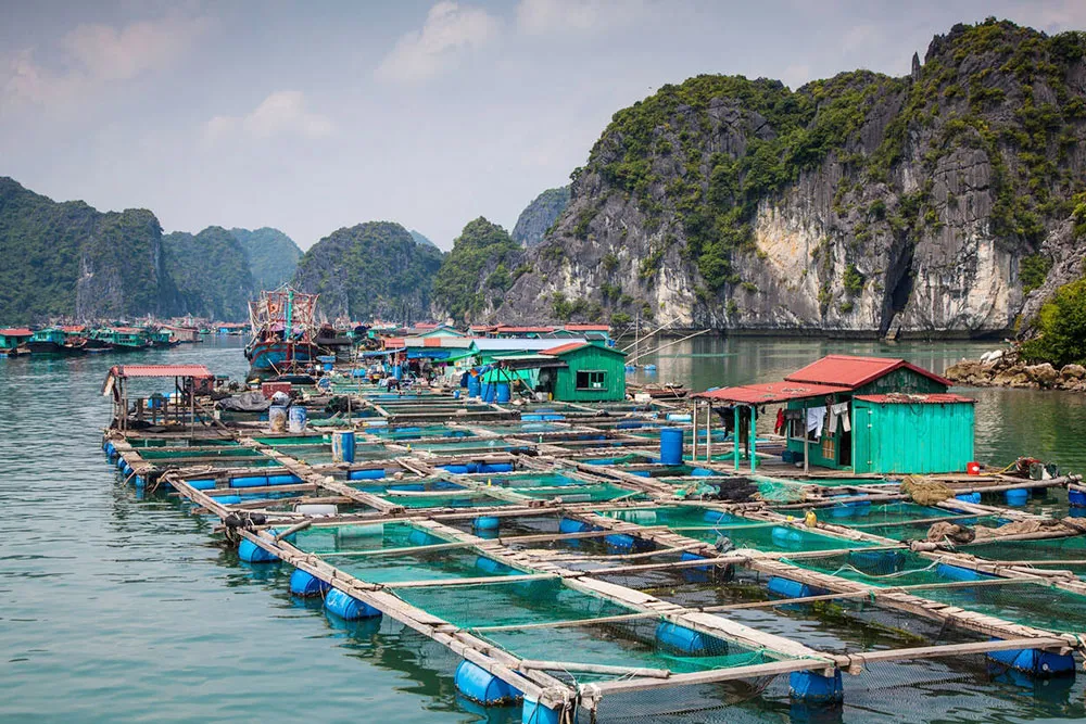 Floating Fish Farm Off Cat Ba Island - Planet Travel Advisor