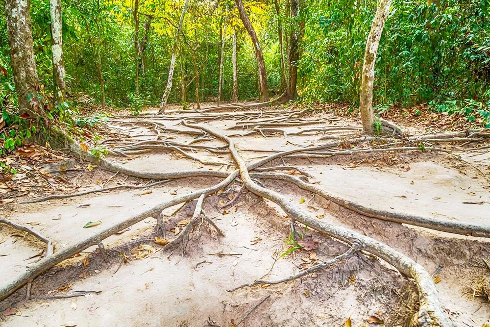 Phnom Kulen National Park Tropical Trees and Roots in the Jungle - Planet Travel Advisor