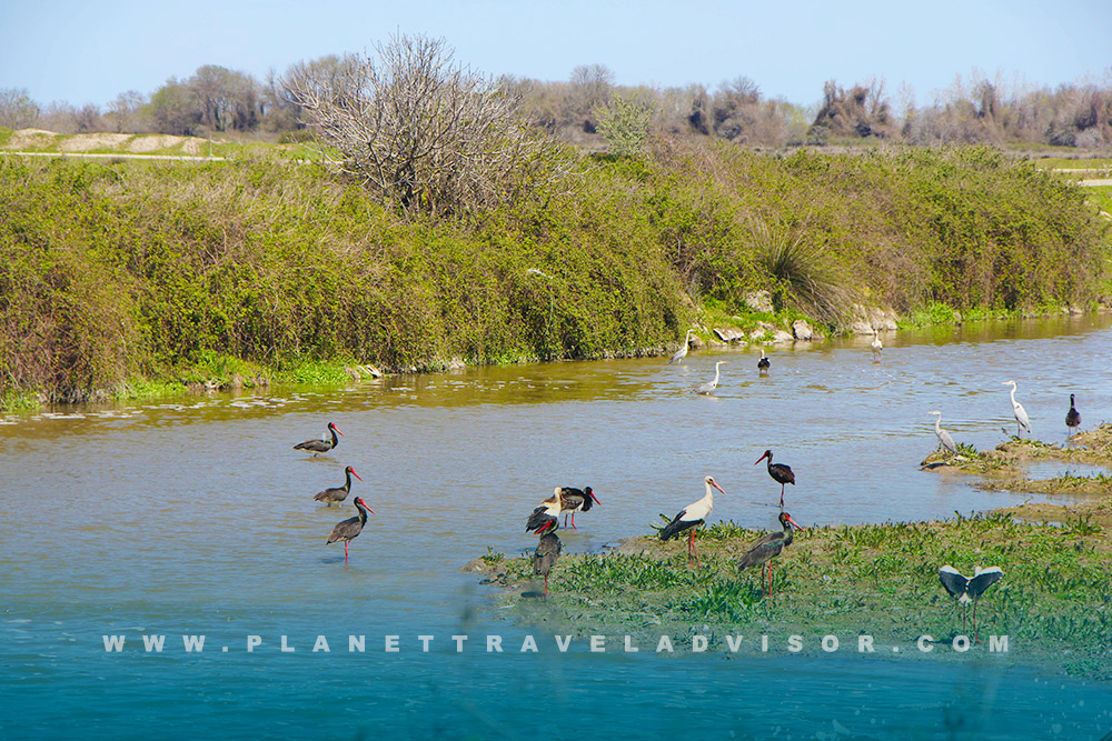 Delta and Wildlife of the Kızılırmak River - Planet Travel Advisor.jpg