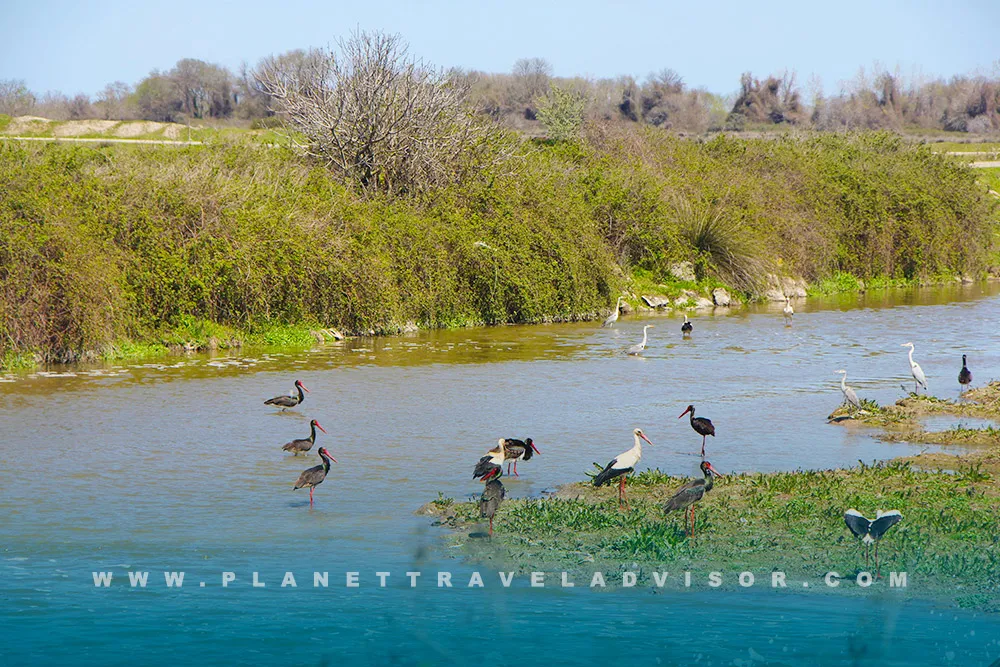 Delta and Wildlife of the Kızılırmak River - Planet Travel Advisor.webp