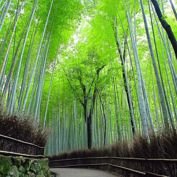 Arashiyama Bamboo Grove