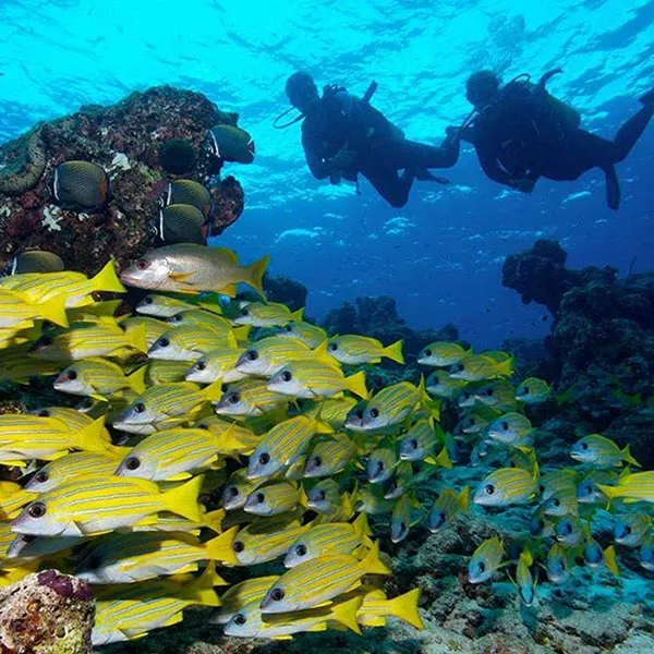 Banana Reef