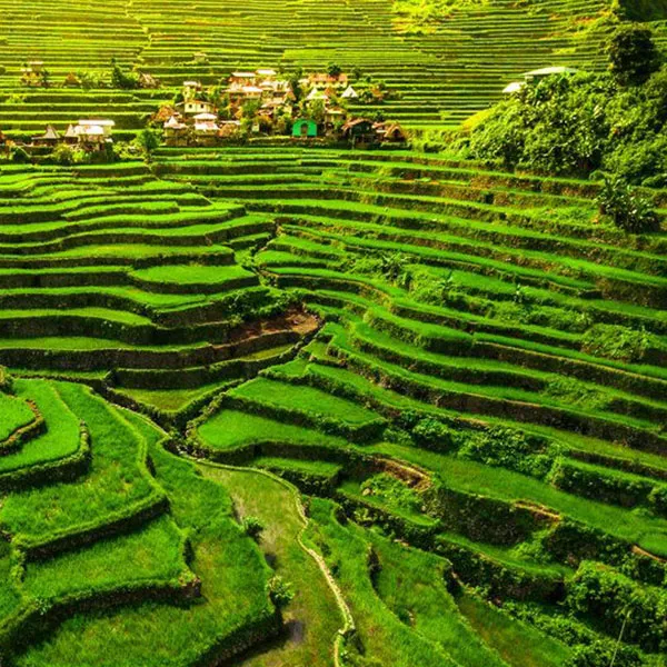Banaue Rice Terraces